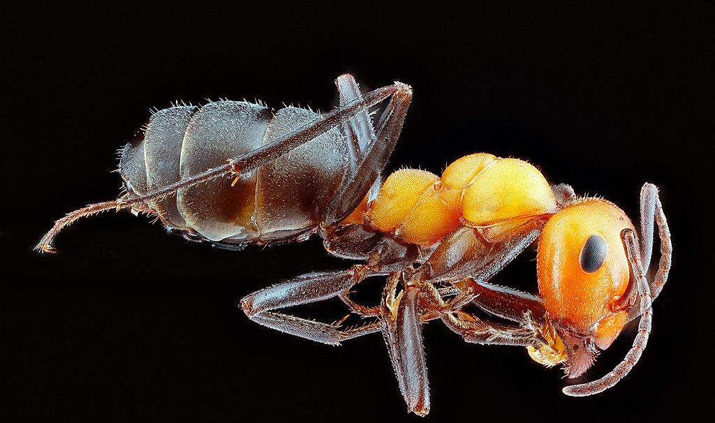 Ant Control service in Grand Prairie, TX