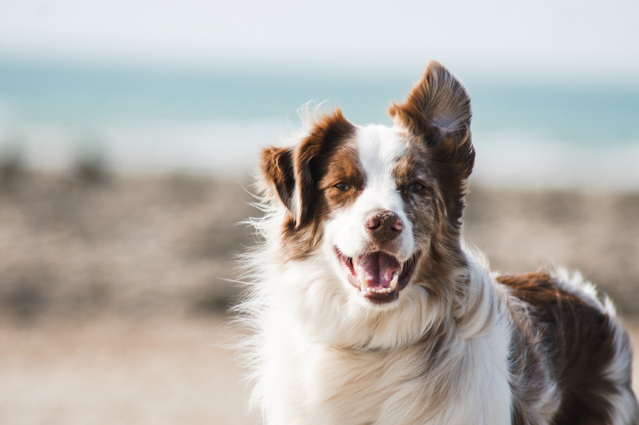 Flea & Tick Control service in Grand Prairie, TX