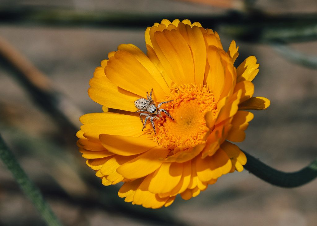 Spider Control service in Grand Prairie, TX